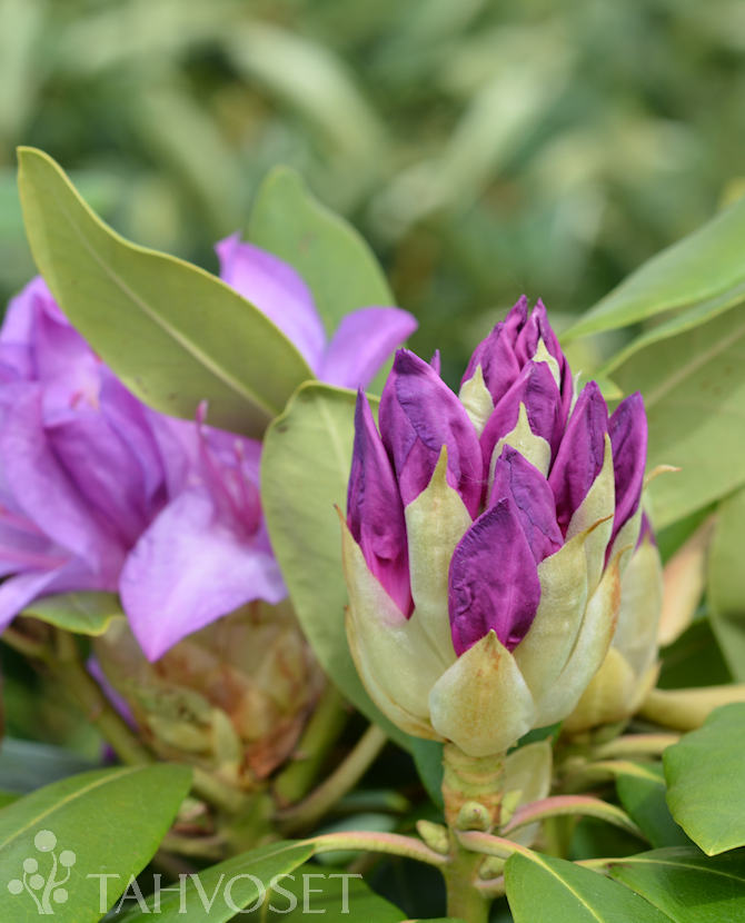 Tuotekuva Grandiflorum puistoalppiruusu