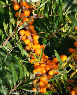 Tuotekuva kulta_emi_tyrni_fine