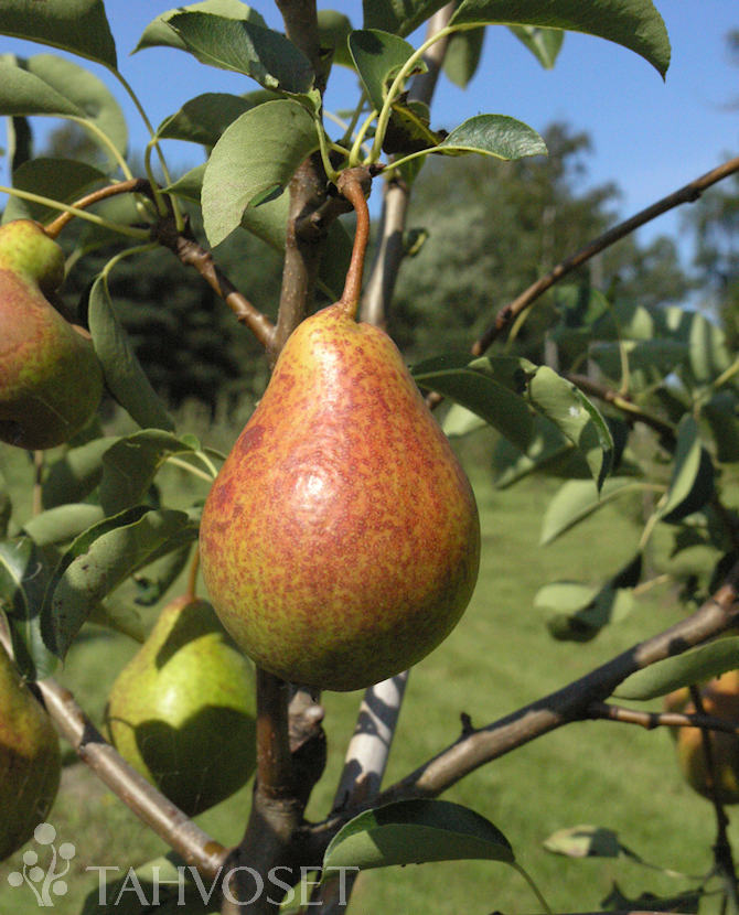 Tuotekuva moskovskaja_paaryna