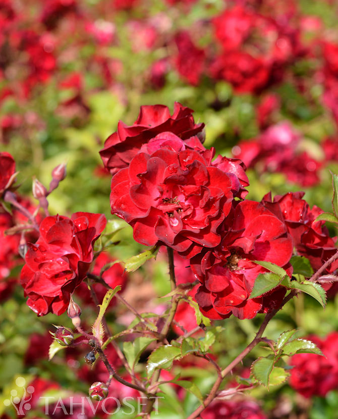 Tuotekuva mystic_fairy_ruusu