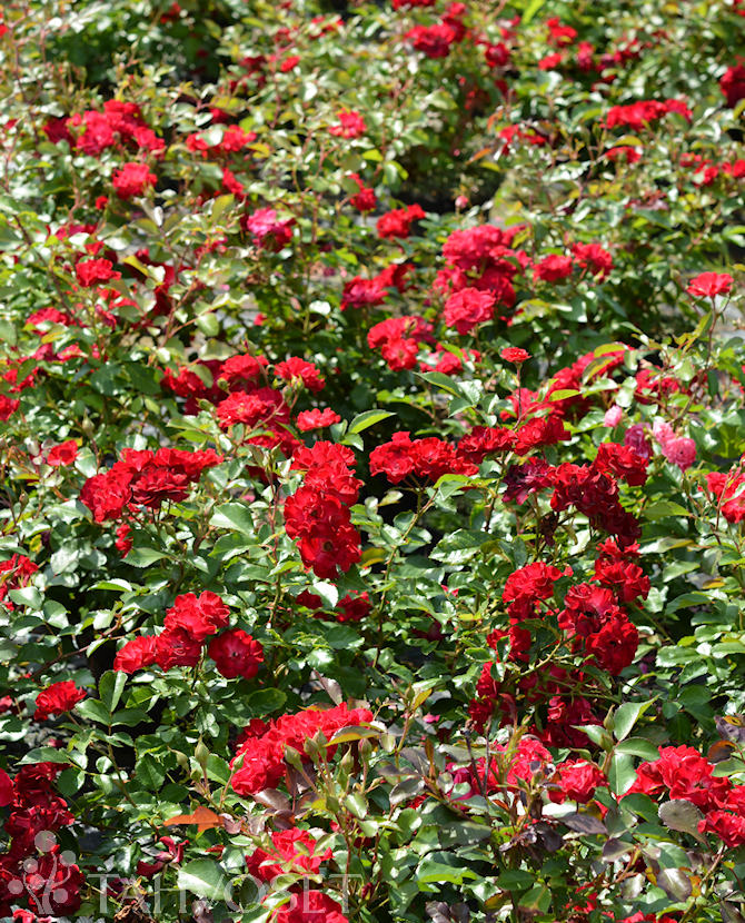 Tuotekuva mystic_fairy_ruusu