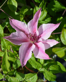 Tuotekuva pink_fantasy_loistokarho