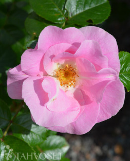 Tuotekuva pink_robusta_puistoruusu