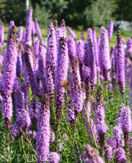 Tuotekuva punatähkä