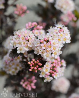 Tuotekuva tiny_wine_purppuraheisiangervo