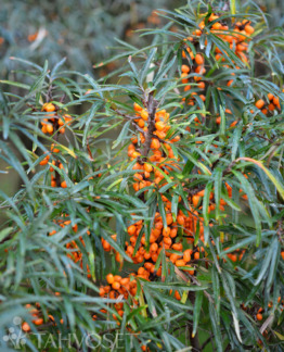 Tuotekuva tytti_emi_tyrni_fine