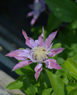 tuotekuva empress_loistokarho