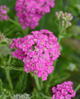 tuotekuva pretty_belinda_punakarsamo