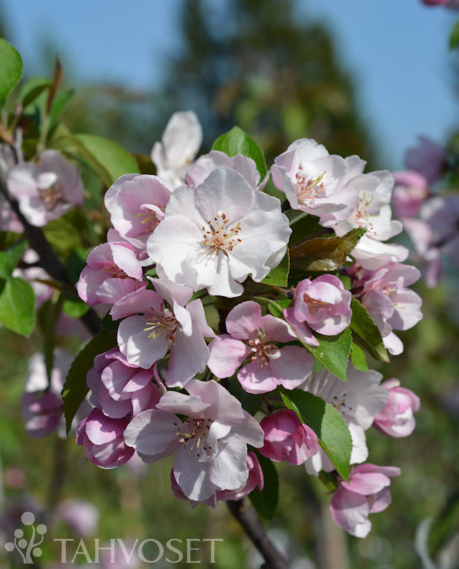 Tuotekuva Aamurusko purppuraomenapuu