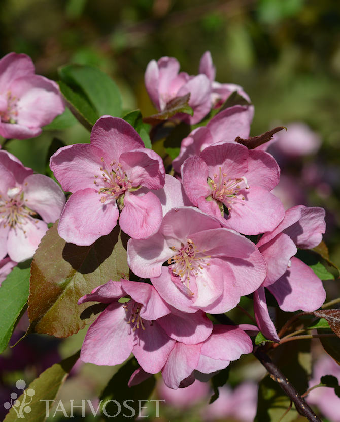 Tuotekuva Aamurusko purppuraomenapuu
