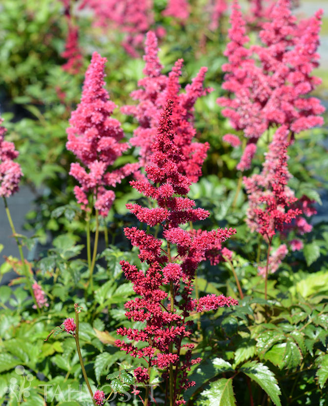 tuotekuva fanal tarhajaloangervo