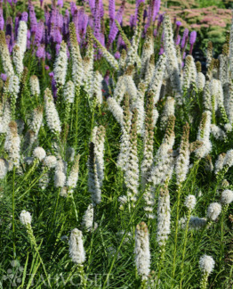 tuotekuva floristan white punatahka