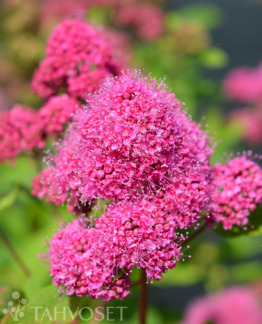 Tuotekuva Ilona Kruunu kuninkaanangervo FinE