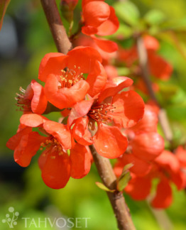 Tuotekuva japaninruusukvitteni