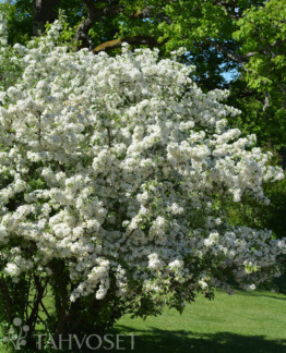 Tuotekuva marjaomenapensas