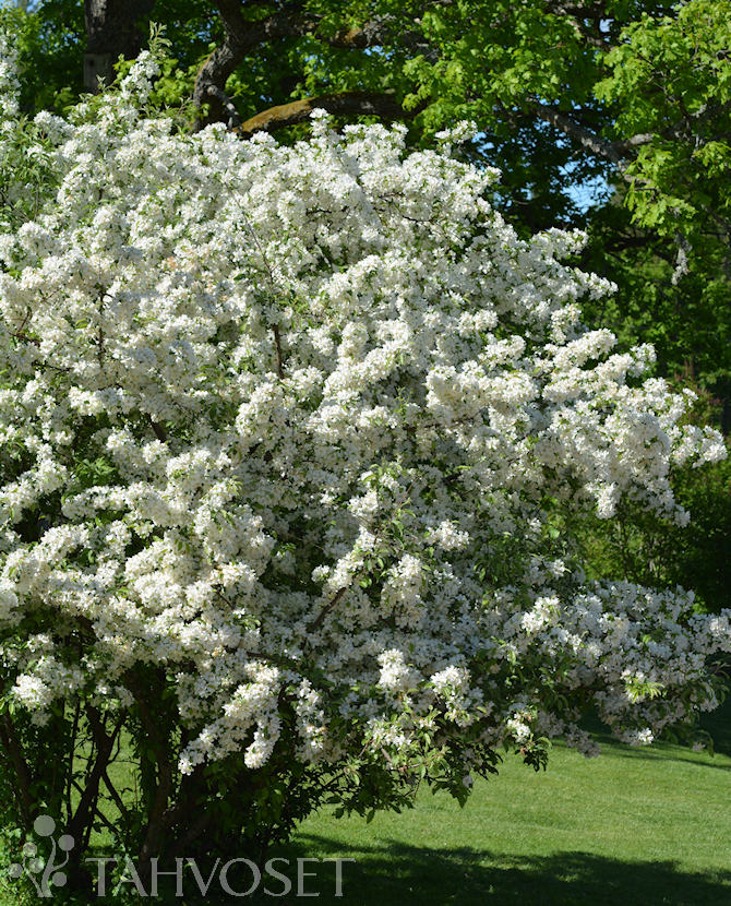 Tuotekuva marjaomenapensas