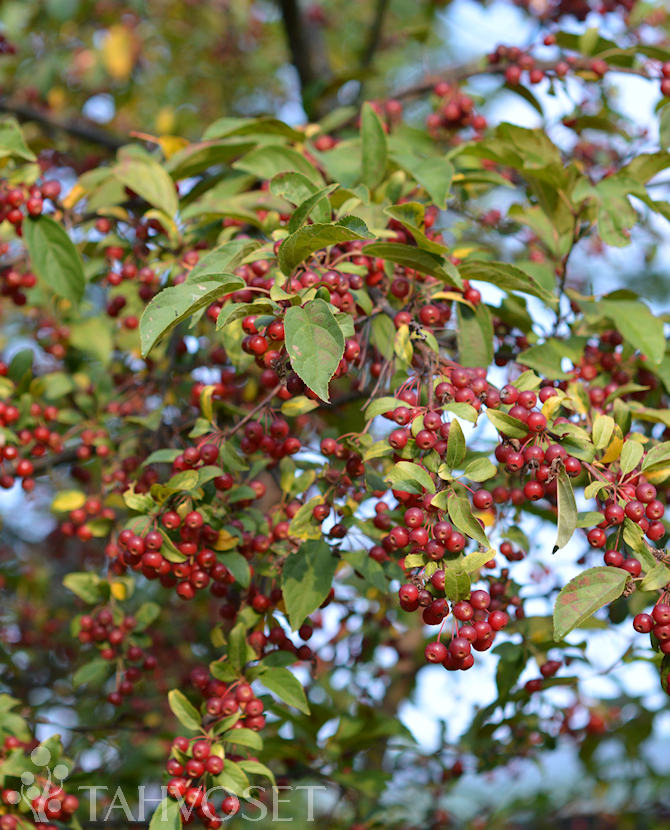 Tuotekuva marjaomenapensas