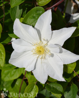 Tuotekuva Mme le Coultre loistokarho