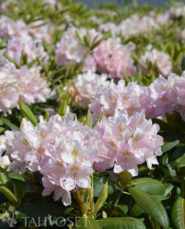 Tuotekuva Pekka alppiruusu