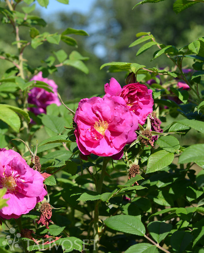 Tuotekuva Pohjolan Kuningatar tarhakurtturuusu FinE