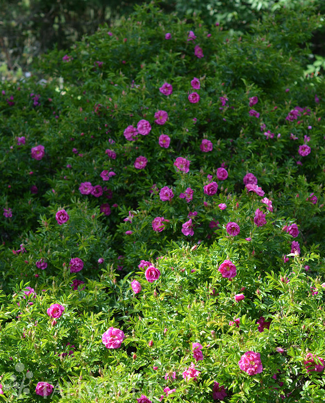 Tuotekuva Pohjolan Kuningatar tarhakurtturuusu FinE