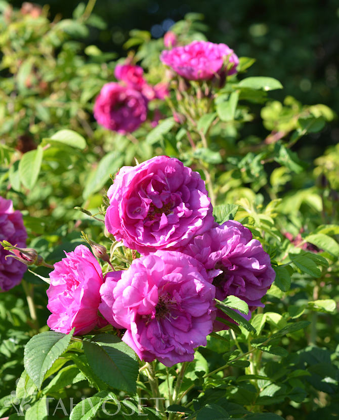 Tuotekuva Pohjolan Kuningatar tarhakurtturuusu FinE