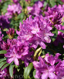 Tuotekuva Royal Lilac alppiruusu