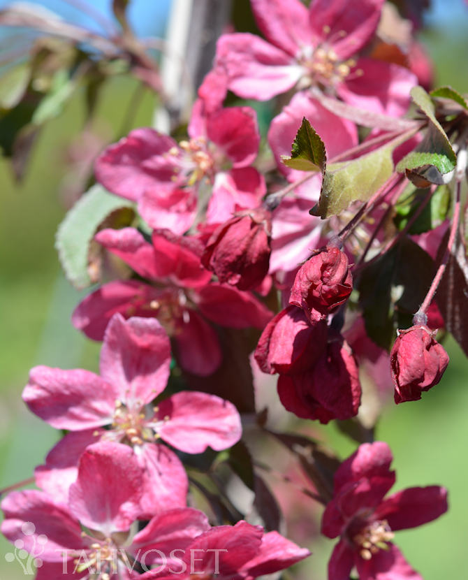 tuotekuva ruby tears riippaomenapuu