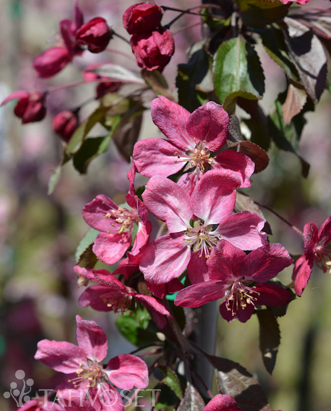 tuotekuva ruby tears riippaomenapuu