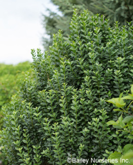 Tuotekuva Straight Talk