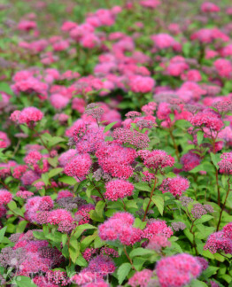 Tuotekuva Superstar ruusuangervo