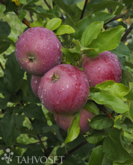 Tuotekuva daina_omena