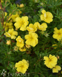 Tuotekuva Double Punch Gold pensashanhikki