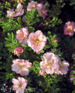 Tuotekuva Double Punch Pastel pensashanhikki