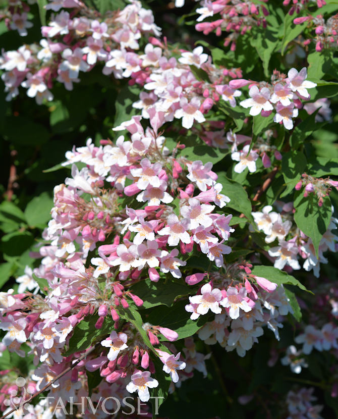 Tuotekuva kellokas_kellokuusama