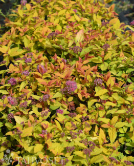 Tuotekuva Little Flame keltajapaninangervo