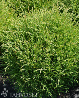 Tuotekuva mr_bowling_ball_pallotuija