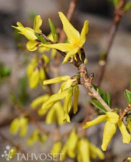 Tuotekuva northern_gold_jalo_onnenpensas