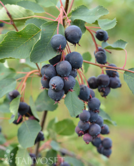 Tuotekuva Northline marjatuomipihlaja