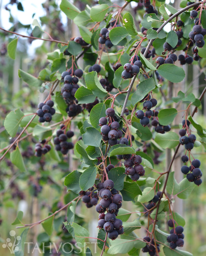 Tuotekuva Northline marjatuomipihlaja