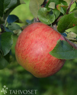 Tuotekuva Orlinka omena