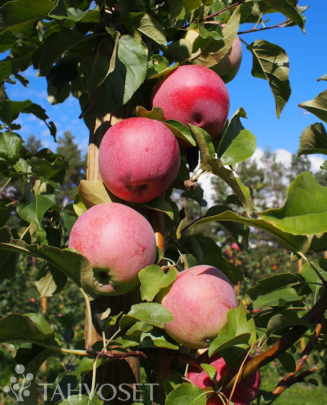 Tuotekuva Orlinka omena
