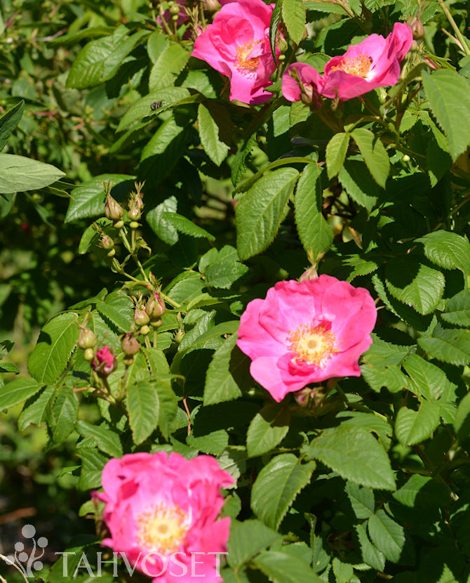 Tuotekuva Splendens valamonruusu