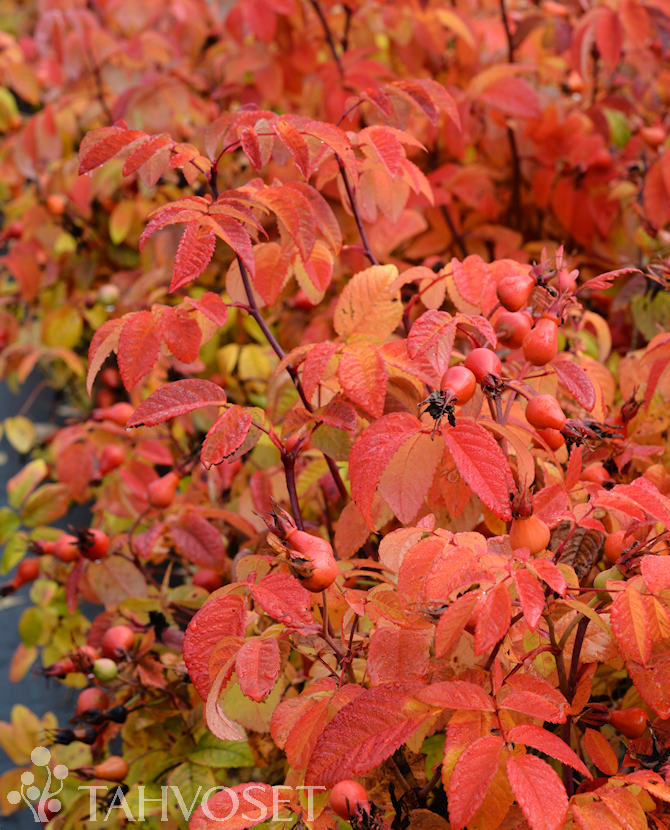 Tuotekuva Splendens valamonruusu