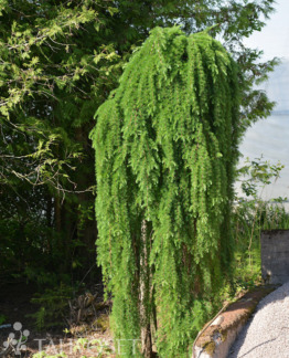 Tuotekuva Stiff Weeper japaninlehtikuusi