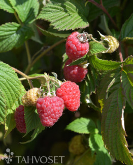 Tuotekuva Stiora vadelma