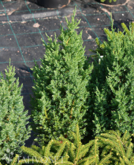 Tuotekuva Stricta kiinankataja