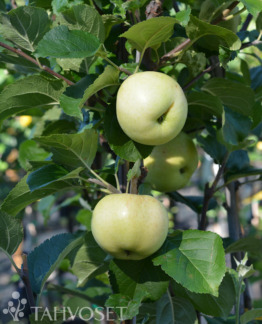 Tuotekuva Suislepp omena