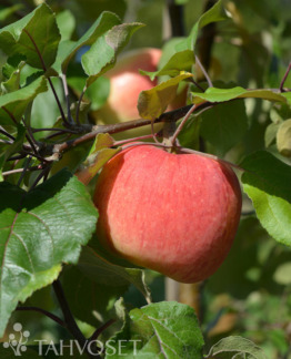 Tuotekuva Suometar omena