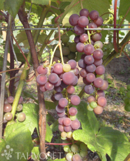 Tuotekuva Svensson red aitoviiniköynnös